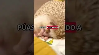 🦔🌙 &iquest;Sab&iacute;as que los erizos duermen en bolita para protegerse mientras sue&ntilde;an?#erizos