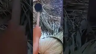 Teknik membuat kipas alami dari daun palm yang dikeringkan #shorts