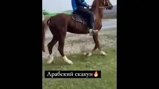 Жеребец-Крассавец! Арабо-терец!Возраст 5 лет Рост 156-7 Цена 210 тысяч торг  +7928-093-47-03 Дада