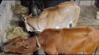 Cow Shiva: LIVE Q&A on Desi Cow Farming! Hen duck live