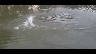 DeerRC 3s RC Race Boat 34+ mph 