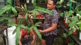 bertani tidak membohongi hasil !!! philodendron holtonianum#shorts#plantsmakepeoplehappy