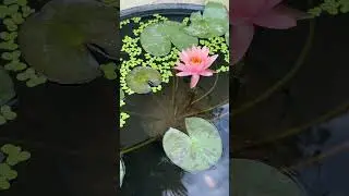 Nymphaea Colorado - Pink Water Lily 🩷 #flower #music #arrahman #flute #waterlilly #fish #mollyfish