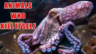 जानवर जो खुदको ही मार डालते हैं | Self Destructive Animals | Need To Know by Abhishek | V#13