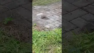 the zebra doves synchronize themselves finding food #shorts #birds #zebradove