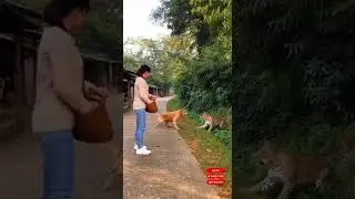 Golden Retriever Saves Adult From Wild Leopard | Unbelievable Hero Dog Moment #animal  #funny #dog