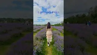 💜 Mayfield Lavender Farm 💜 #snclifestyle #shorts #travel #england #uk #london #lavender