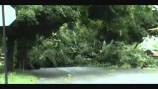 big tree removal after storm