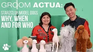 Starzclub Model Dog: why, when and for who | Groom Actua - TRANSGROOM