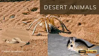 Desert Wildlife: Meet the Animals Thriving in Harsh Environments