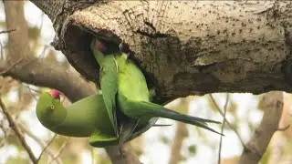 Parrots look great only in their natural lifestyle | Parrot nest
