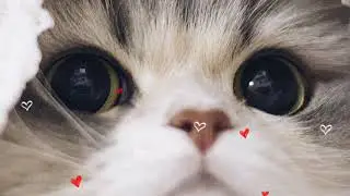 cat love status|| trending love status|| romance status|| cat Tamil WhatsApp status