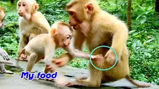 Pitiful new baby monkey Thor try grab food from sister Savana no success | Baby very sad by no food
