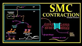 Smooth Muscle Physiology: Contraction