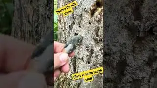 Hunting wild stump 🪵showing the toughness of the chert arrowhead