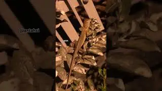 Grey salamanders under night lights