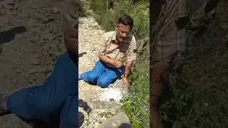 Wild ornamental shrub Eranthemum pulchellum ,नीलचश्म ,नीला अडूसा।