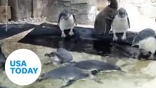 Check out these adventurous penguin chicks making their swimming debut | USA TODAY