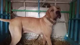 Most Powerful Pakistani Bully Kutta Ever Seen! 🐶💪 | Desi Lion of Punjab