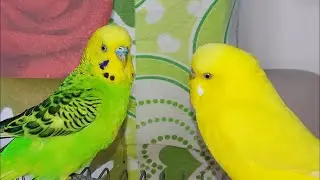 cute birds livetsream ❤️