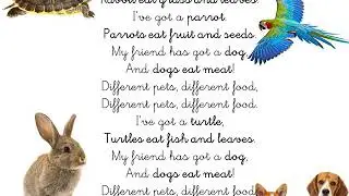 different pets different foods