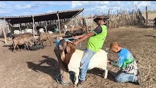 COMPRAMOS A MADEIRA PRA FAZER AS PORTEIRAS E OS PALETES PARA FAZER O CHIQUEIRO DAS OVELHA E CABRA PB
