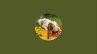 Hilltop Dog Puppy Training Kennel  is live! English cocker spaniel puppies