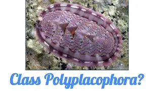 Class Polyplacophora