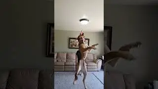 Epic Slo mo jump of bella