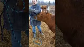 🐮 ❤️ Pineywoods Cattle 1st Time Halter Rope #shorts cow