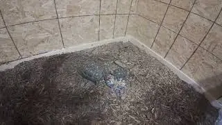 Red Footed Tortoise