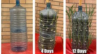 How to grow Garlic plants in bottle | Grow plants in bottles/ amazing new technique