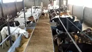 How to feed your goats and goats feeding trays