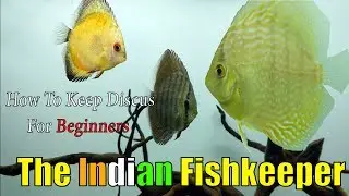 How To Keep Discus Easily | For Beginners | The Indian Fishkeeper