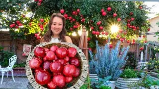 How to Grow and Enjoy POMEGRANATE Year Round!
