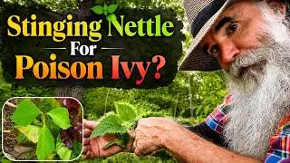 I Healed My Poison Ivy Rash With STINGING NETTLE: It Calmed the Itch & Cleared the Rash