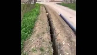 Fallen Sheep