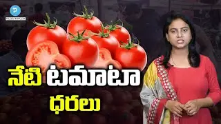 Today Tomato price in Hyderabad, Vijayawada, Vizag | Telugu Popular TV