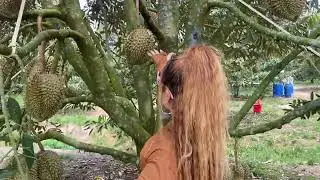 durian garden in Binh Phuoc province, Vietnam