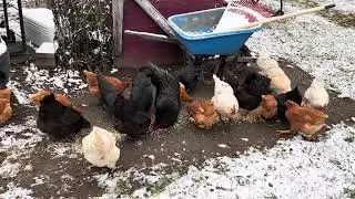 Breakfast time on the farm .  Tractor supply scratch grain 