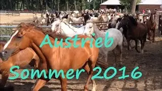 Junkern Beel/Sommer/2016/Austrieb