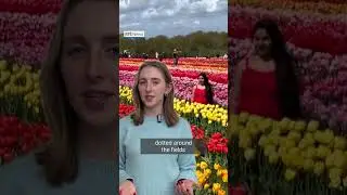 In full bloom: Visitors flock to UK farm