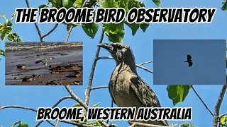 The Broome Bird Observatory