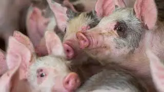 Rabo AgriFinance &mdash; Растущие амбиции