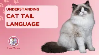 Decoding Cat Tail Language: Unraveling Feline Signals