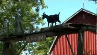 Clovermead Adventure Farm - TOURISM LONDON