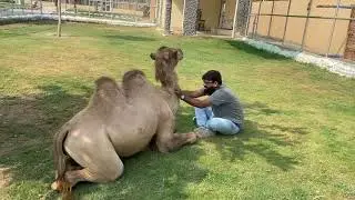 An Orphan camel rear by The WildPets ||Dr Amir Rashid||