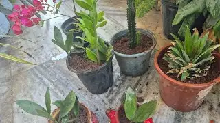 &ldquo;My small garden, my great happiness 💚 &ldquo;Plants growing, worries going 🌿&rdquo;