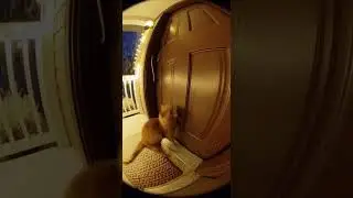 La c&aacute;mara de la puerta capt&oacute; el momento exacto: un gatito lleg&oacute; en plena nevada #viral #shortsviral
