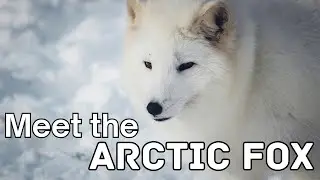 The Arctic Fox - Survival in a Frozen World